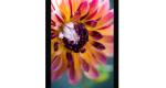 8.0" IPS TFT LCD Display MIPI interface + CTP