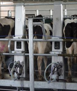 Challenges Developing LCD Displays for Farming